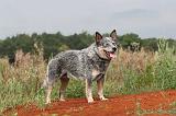BOUVIER AUSTRALIEN 039